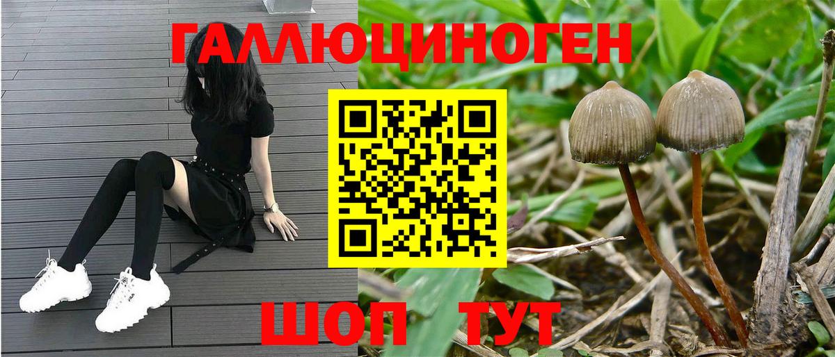 Галлюциногенные грибы GOLDEN TEACHER  Вход с VPN  Мценск 
